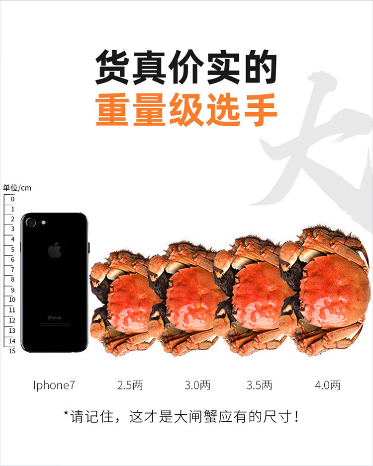 蟹图 49616174.jpg